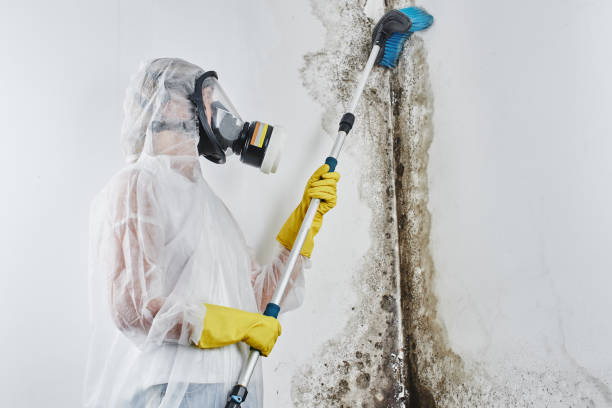 Certified Mold Removal in Bellefonte, DE