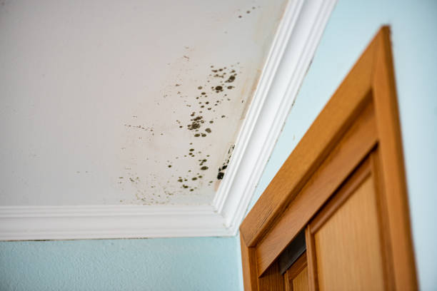 Trusted Bellefonte, DE Mold Removal Experts